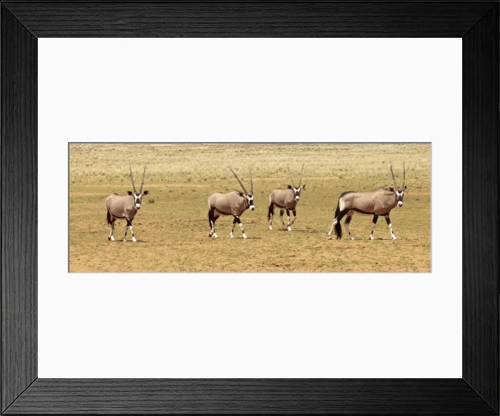 Framed Print : Oryx herd, NamibRand Nature Reserve, Namibia, Africa Framed Print : Oryx herd, NamibRand Nature Reserve, Namibia, Africa