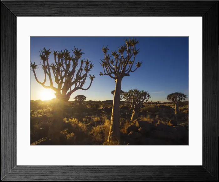 Framed Print : Quivertree forest, Southern Namibia, Africa. Aloe in bloom Framed Print : Quivertree forest, Southern Namibia, Africa. Aloe in bloom