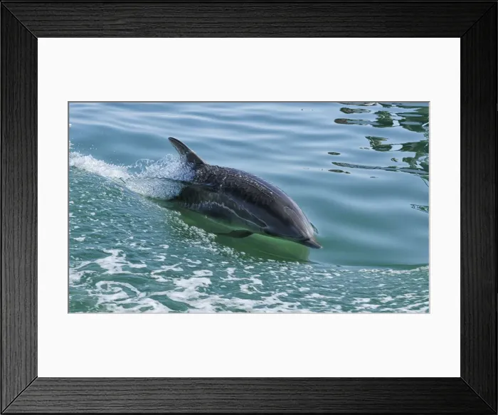 Framed Print : Africa, Namibia, Walvis Bay, Dolphins in the harbour Framed Print : Africa, Namibia, Walvis Bay, Dolphins in the harbour