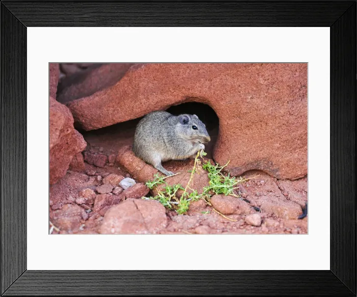 Framed Print : Desert rat feeding, Twyfelfontein, UNESCO World Heritage Site, Damaraland, Namibia Framed Print : Desert rat feeding, Twyfelfontein, UNESCO World Heritage Site, Damaraland, Namibia