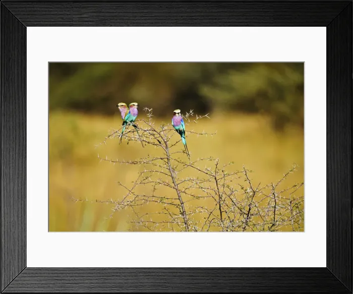 Framed Print : Africa, Namibia, Caprivi, Lilac Breasted Rollers in Bwa Bwata National Park Framed Print : Africa, Namibia, Caprivi, Lilac Breasted Rollers in Bwa Bwata National Park