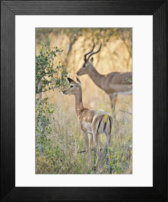 Framed Print : Africa, Namibia, Caprivi, Anterlope in the Bwa Bwata National Park Framed Print : Africa, Namibia, Caprivi, Anterlope in the Bwa Bwata National Park