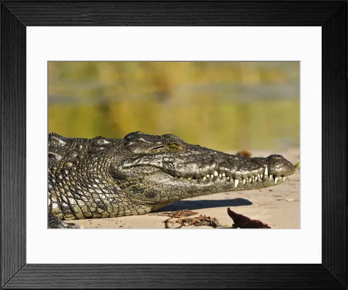 Framed Print : Africa, Namibia, Caprivi, Crocodile in the Bwa Bwata National Park Framed Print : Africa, Namibia, Caprivi, Crocodile in the Bwa Bwata National Park