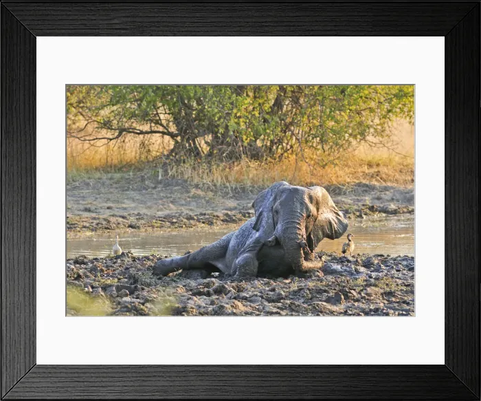 Framed Print : Africa, Namibia, Caprivi, Elephant rolling in mud in the Bwa Bwata National Park Framed Print : Africa, Namibia, Caprivi, Elephant rolling in mud in the Bwa Bwata National Park