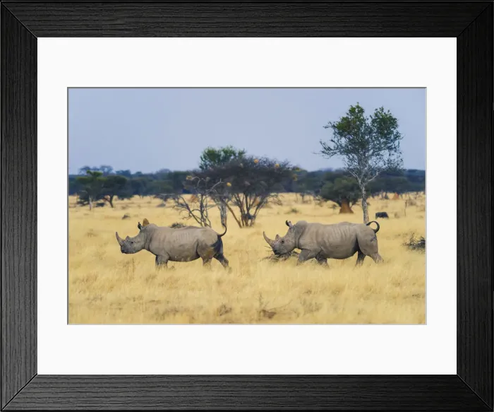 Framed Print : Namibia, Africa. Wildlife in the bush Framed Print : Namibia, Africa. Wildlife in the bush