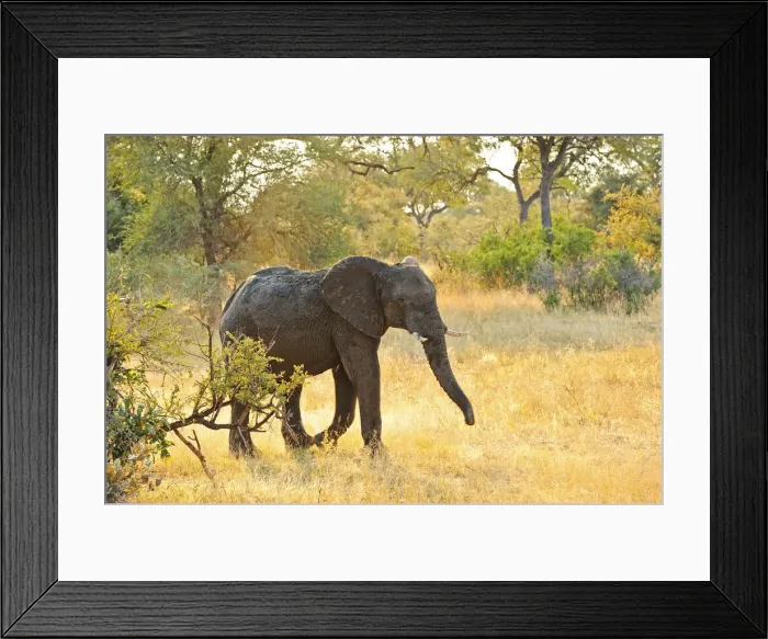 Framed Print : Africa, Namibia, Caprivi, Elephant in the Bwa Bwata National Park