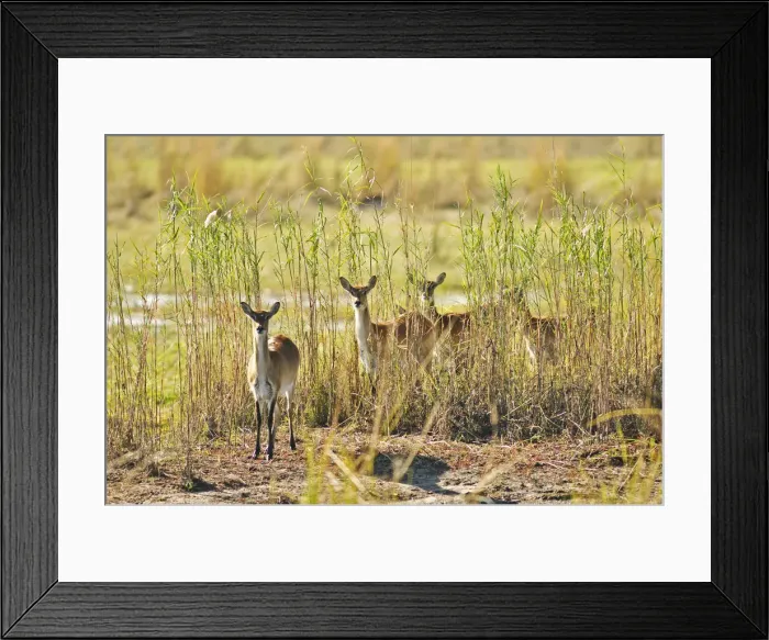 Framed Print : Africa, Namibia, Caprivi, Curious deer in the Bwa Bwata National Park Framed Print : Africa, Namibia, Caprivi, Curious deer in the Bwa Bwata National Park