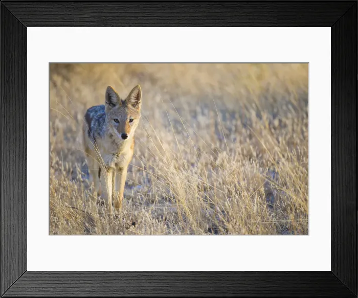 Framed Print : Etosha National Park, Namibia, Africa Framed Print : Etosha National Park, Namibia, Africa