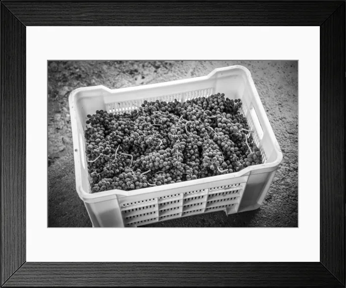 Framed Print : Africa, Namibia, Neuras Farm. Red grapes in a box