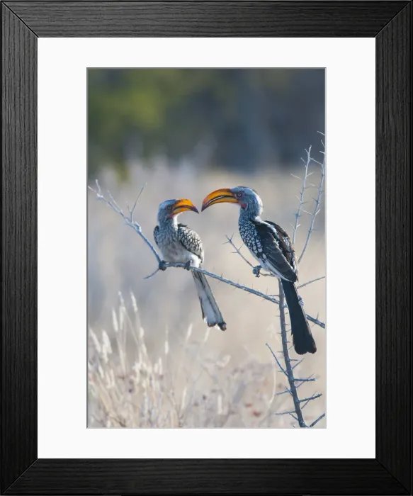 Framed Print : Etosha National Park, Namibia, Africa. Southern yellow-billed hornbill Framed Print : Etosha National Park, Namibia, Africa. Southern yellow-billed hornbill