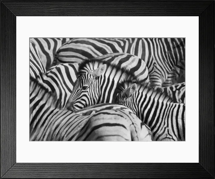 Framed Print : Etosha National Park, Namibia, Africa. Group of zebras Framed Print : Etosha National Park, Namibia, Africa. Group of zebras