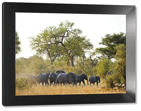 Africa, Namibia, Caprivi, Herd of elephants in the Bwa Bwata National Park