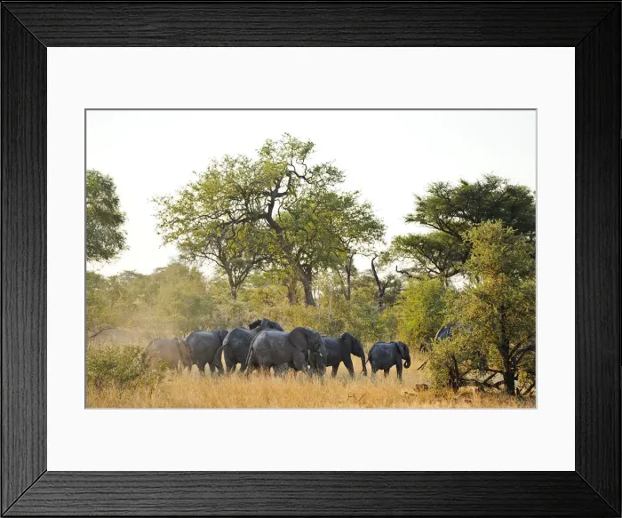 Framed Print : Africa, Namibia, Caprivi, Herd of elephants in the Bwa Bwata National Park