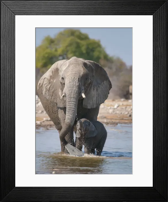 Framed Print : Etosha National Park, Namibia, Africa. Elephants at the waterhole Framed Print : Etosha National Park, Namibia, Africa. Elephants at the waterhole