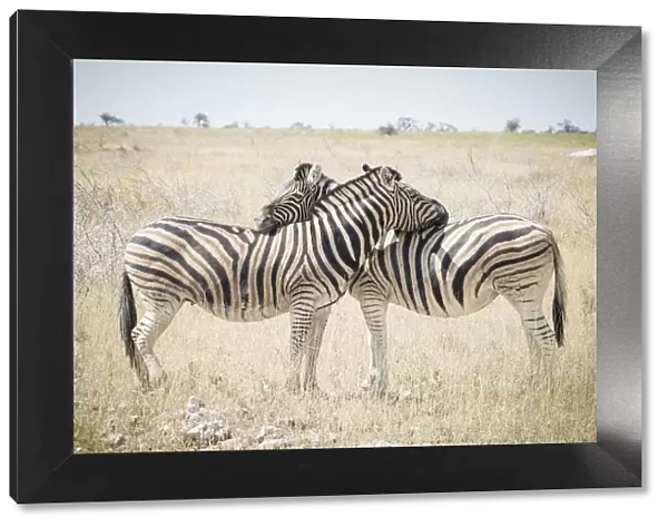 Etosha National Park, Namibia, Africa. Zebras