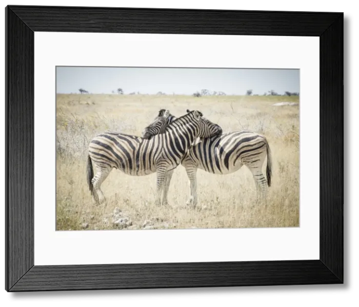 Framed Print : Etosha National Park, Namibia, Africa. Zebras Framed Print : Etosha National Park, Namibia, Africa. Zebras