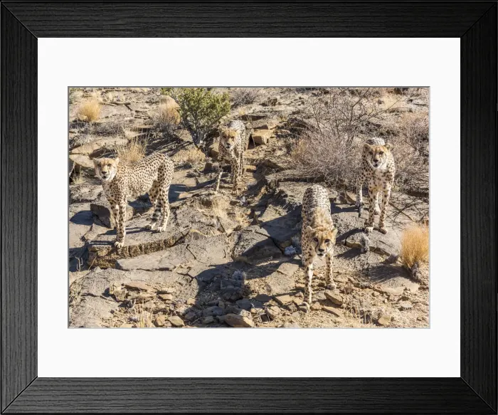 Framed Print : Africa, Namibia. A group of cheetahs at Neuras farm Framed Print : Africa, Namibia. A group of cheetahs at Neuras farm