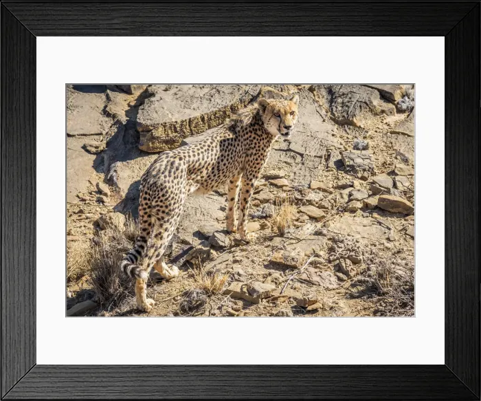 Framed Print : Africa, Namibia. A cheetah at Neuras farm Framed Print : Africa, Namibia. A cheetah at Neuras farm