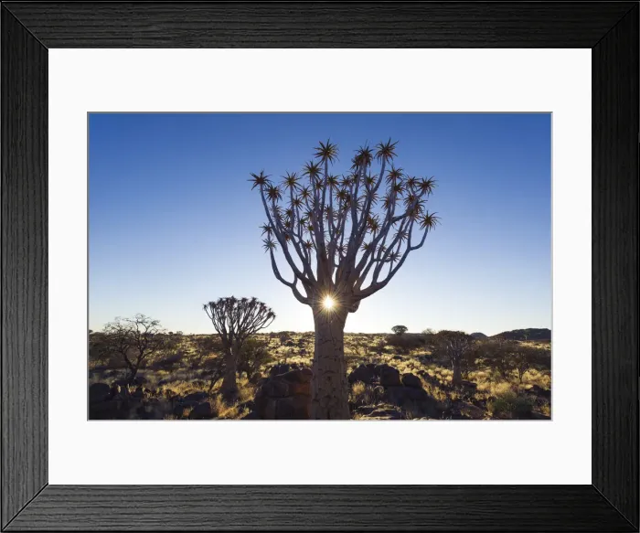 Framed Print : Quivertree forest, Southern Namibia, Africa. Aloe in bloom Framed Print : Quivertree forest, Southern Namibia, Africa. Aloe in bloom