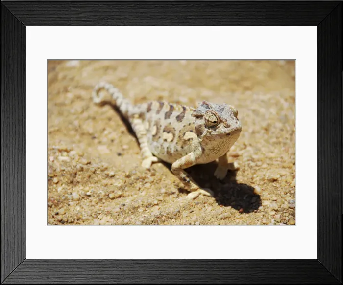 Framed Print : Africa, Namibia, Swakopmund. Namaqua chameleon in the desert