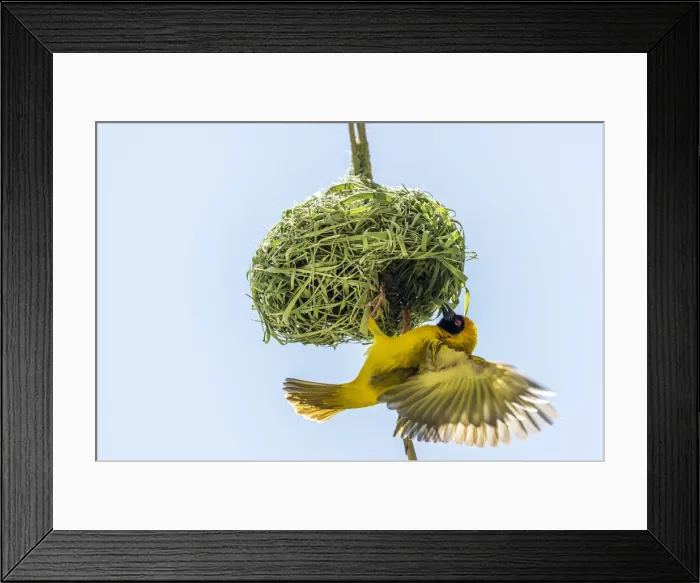 Framed Print : Africa, Namibia. a weaver bird building a nest Framed Print : Africa, Namibia. a weaver bird building a nest