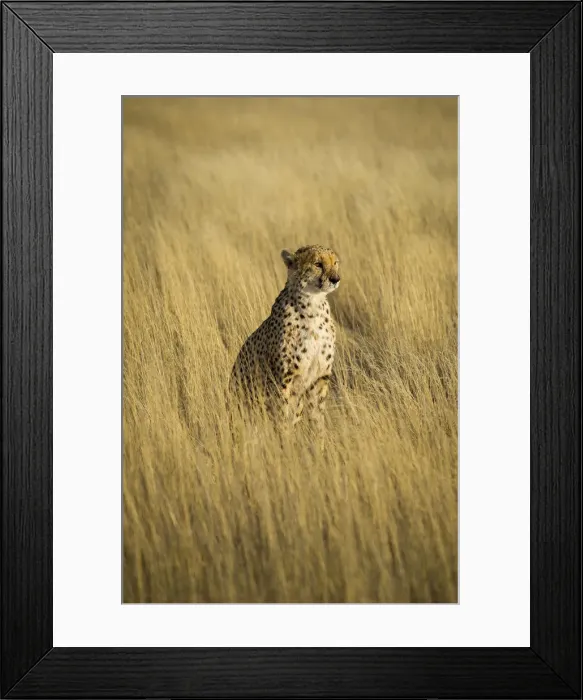 Framed Print : Kalahari desert, Southern Namibia, Africa. Cheetah in the wild Framed Print : Kalahari desert, Southern Namibia, Africa. Cheetah in the wild