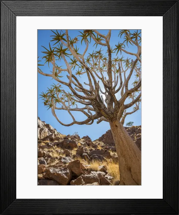 Framed Print : Africa, Namibia. a Quiver tree in southern Namibia Framed Print : Africa, Namibia. a Quiver tree in southern Namibia