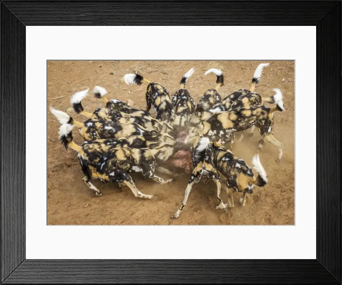 Framed Print : Africa, Namibia. A pack of african wild dogs Framed Print : Africa, Namibia. A pack of african wild dogs