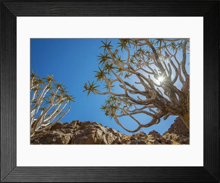 Framed Print : Africa, Namibia. Quiver trees in southern Namibia Framed Print : Africa, Namibia. Quiver trees in southern Namibia