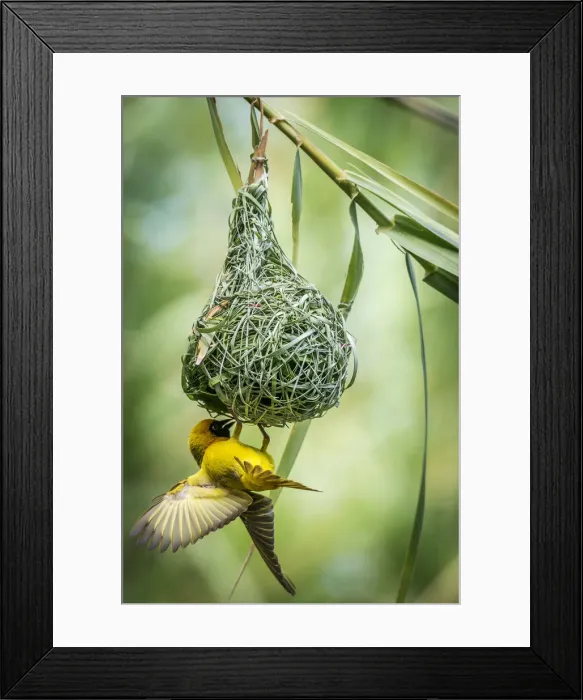 Framed Print : Africa, Namibia. a weaver bird building a nest Framed Print : Africa, Namibia. a weaver bird building a nest