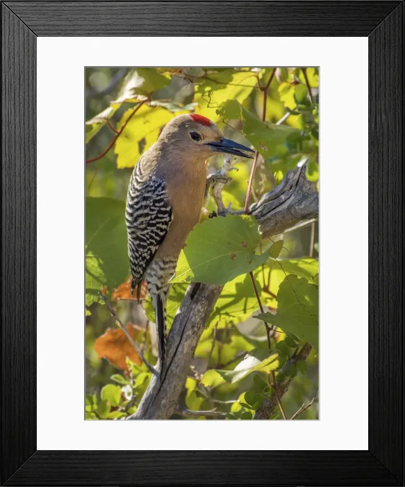 Framed Print : Mexico, Baja California Sur, Flicker, Woodpecker on a branch Framed Print : Mexico, Baja California Sur, Flicker, Woodpecker on a branch