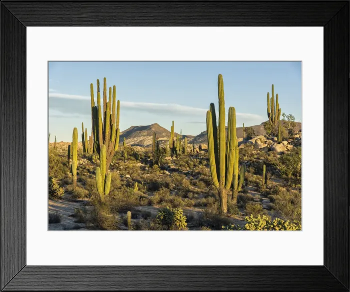 Framed Print : Latin America, Mexico, Baja California, Desert landscape near Catavinia