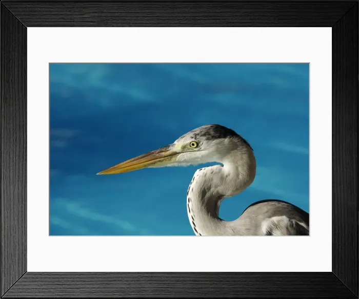 Framed Print : Grey heron, Laguna Resort, Maldives