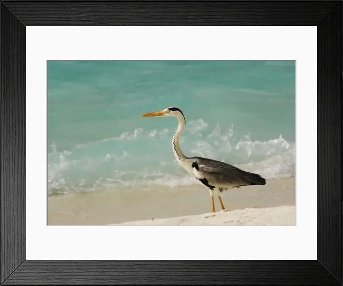 Framed Print : Grey heron, Laguna Resort, Maldives Framed Print : Grey heron, Laguna Resort, Maldives