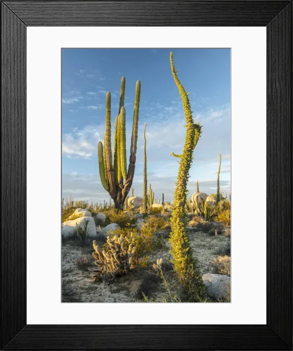 Framed Print : Central America, Mexico, Baja, Baja California, Norte, Catavina Framed Print : Central America, Mexico, Baja, Baja California, Norte, Catavina