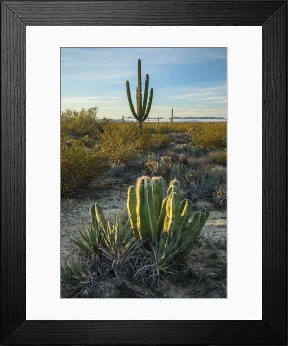 Framed Print : Central America, Mexico, Mexican, Baja, Baja California, desert near Catavina Framed Print : Central America, Mexico, Mexican, Baja, Baja California, desert near Catavina