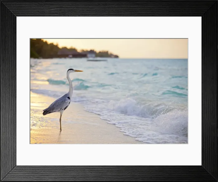 Framed Print : Maldives, Rasdhoo Atoll, Kuramathi Island. A Grey heron stands by the sea shore Framed Print : Maldives, Rasdhoo Atoll, Kuramathi Island. A Grey heron stands by the sea shore