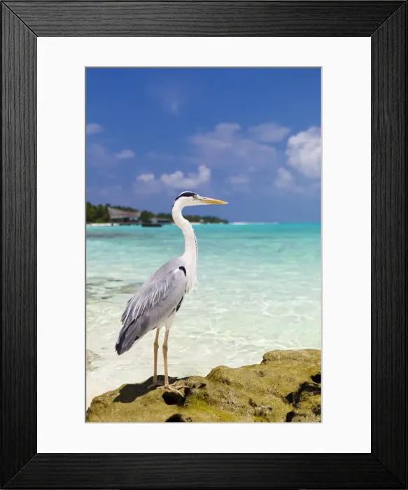 Framed Print : Maldives, Rasdhoo Atoll, Kuramathi Island. A Grey heron stands on a rock by the sea Framed Print : Maldives, Rasdhoo Atoll, Kuramathi Island. A Grey heron stands on a rock by the sea
