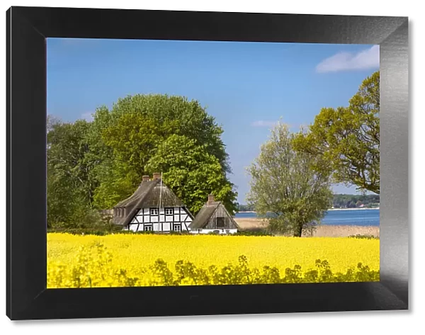 Thatched house and rape field, Schlei fjord, Baltic coast, Schleswig-Holstein, Germany