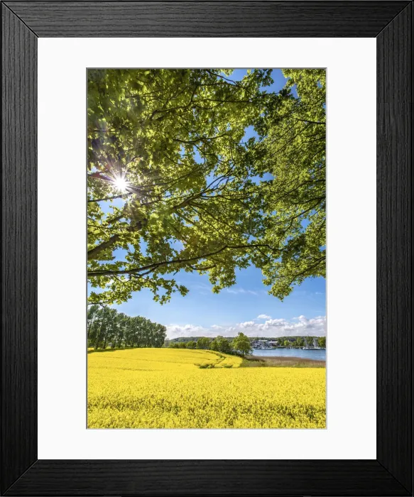 Framed Print : Rape field near Kappeln, Schlei fjord, Baltic coast, Schleswig-Holstein, Germany Framed Print : Rape field near Kappeln, Schlei fjord, Baltic coast, Schleswig-Holstein, Germany