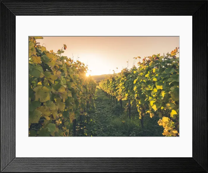 Framed Print : Bickensohl, Vogtsburg im Kaiserstuhl, Kaiserstuhl region, Black Forest (Schwarzwald) Framed Print : Bickensohl, Vogtsburg im Kaiserstuhl, Kaiserstuhl region, Black Forest (Schwarzwald)