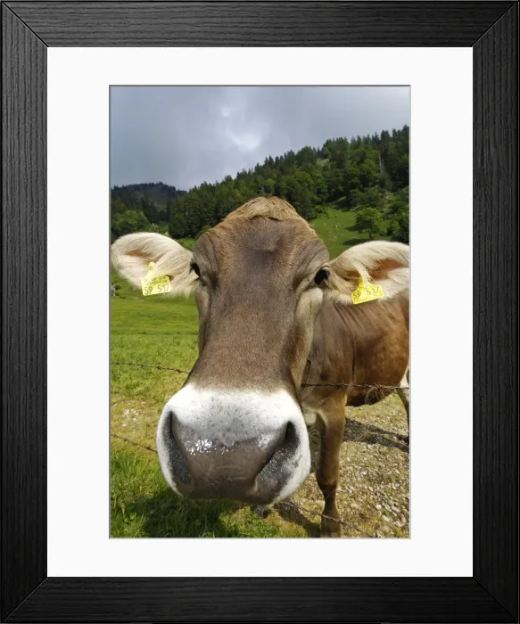 Framed Print : Cow, Oberstdorf, Allgaeu, Bavaria, Germany Framed Print : Cow, Oberstdorf, Allgaeu, Bavaria, Germany