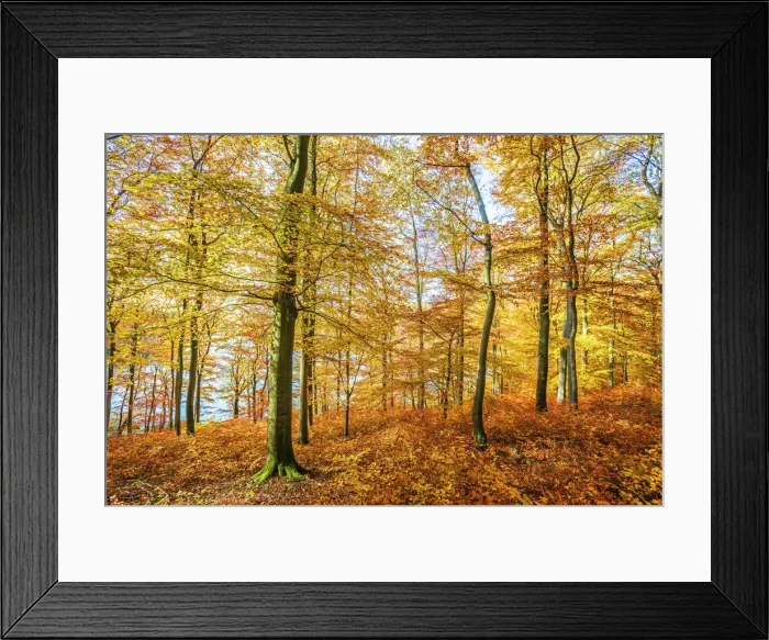 Framed Print : Autumn forest at Holzmaar maar lake, Gillenfeld, Eifel, Rhineland-Palatinate, Germany Framed Print : Autumn forest at Holzmaar maar lake, Gillenfeld, Eifel, Rhineland-Palatinate, Germany