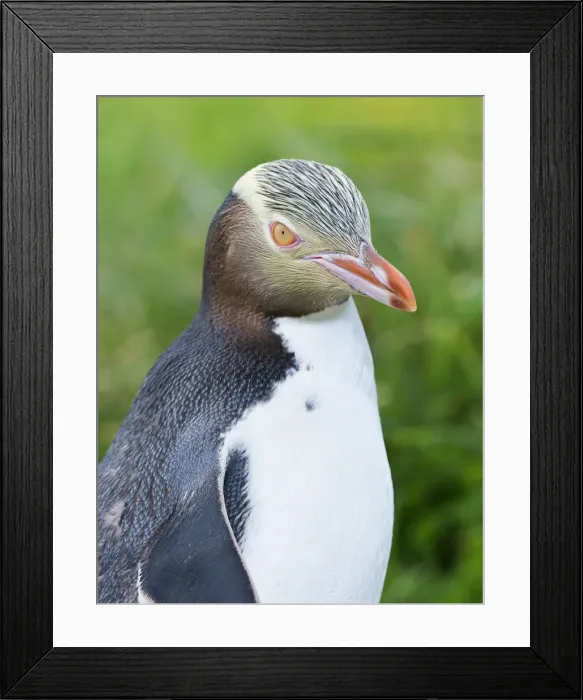 Framed Print : Yellow-eyed Penguin (Megadyptes antipodes), Dunedin, Otago Peninsula, South Island Framed Print : Yellow-eyed Penguin (Megadyptes antipodes), Dunedin, Otago Peninsula, South Island