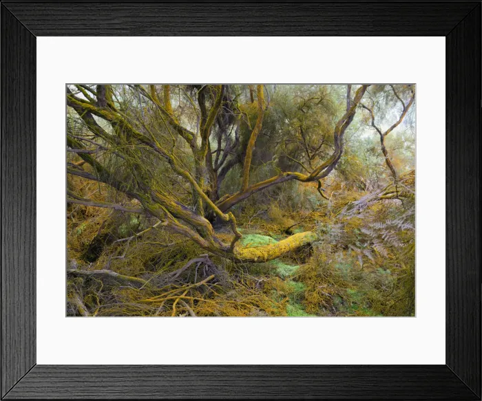 Framed Print : Trees covered by orange trentepohlia, Waiotapu Thermal Area, Rotorua, North Island Framed Print : Trees covered by orange trentepohlia, Waiotapu Thermal Area, Rotorua, North Island