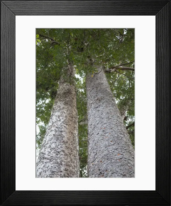Framed Print : Kauri trees on 309 Kauri Grove trail, Coromandel Peninsula, North Island, New Zealand Framed Print : Kauri trees on 309 Kauri Grove trail, Coromandel Peninsula, North Island, New Zealand