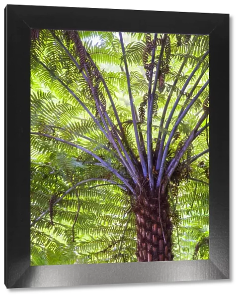 Tree fern on 309 Kauri Grove trail, Coromandel Peninsula, North Island, New Zealand