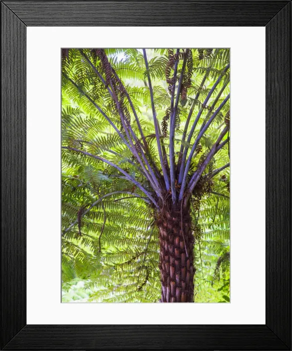 Framed Print : Tree fern on 309 Kauri Grove trail, Coromandel Peninsula, North Island, New Zealand Framed Print : Tree fern on 309 Kauri Grove trail, Coromandel Peninsula, North Island, New Zealand