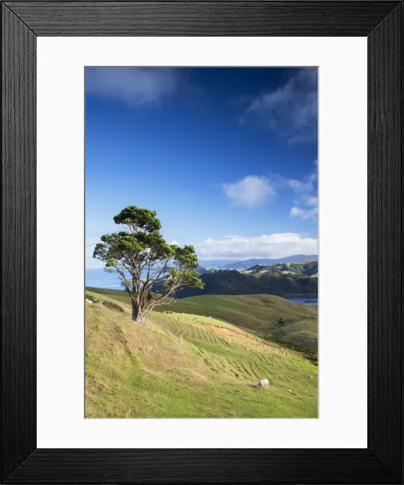 Framed Print : View of Manaia Harbour and farmland, Coromandel Peninsula, North Island, New Zealand Framed Print : View of Manaia Harbour and farmland, Coromandel Peninsula, North Island, New Zealand