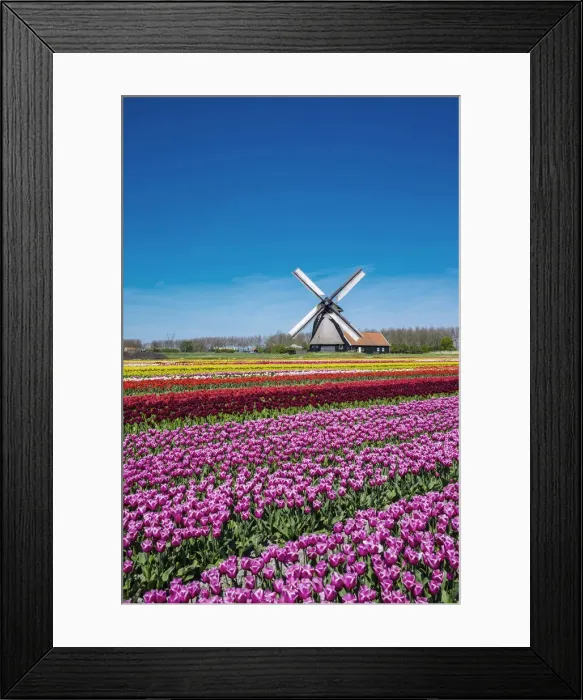 Framed Print : Netherlands, North Holland, Schermerhorn. Windmill, polder mill from Schermerhorn group Framed Print : Netherlands, North Holland, Schermerhorn. Windmill, polder mill from Schermerhorn group